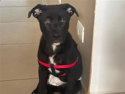 Cachorro raça SRD-ViraLata idade 2 a 6 meses nome Pandora