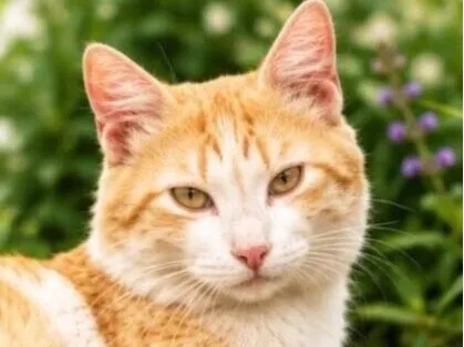 Gato raça SRD-ViraLata idade 7 a 11 meses nome José 