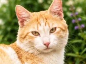 Gato raça SRD-ViraLata idade 7 a 11 meses nome José 