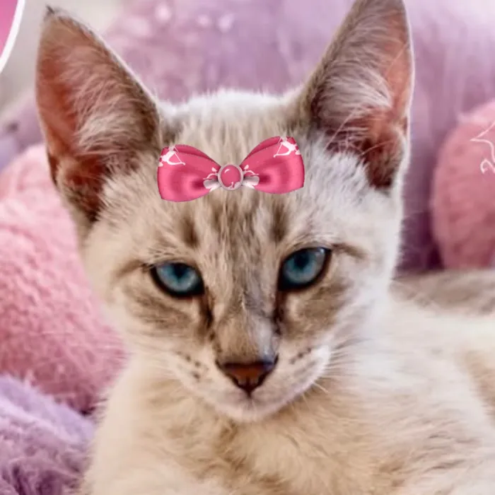 Gato raça SRD-ViraLata idade 2 a 6 meses nome Bunny