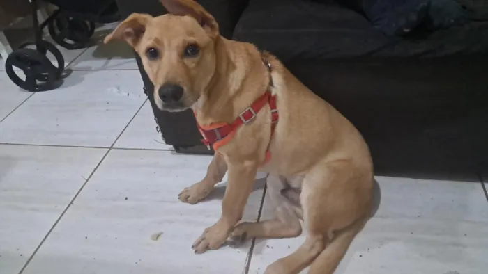 Cachorro raça SRD-ViraLata idade 2 a 6 meses nome Salomão