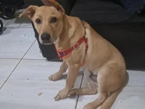 Cachorro raça SRD-ViraLata idade 2 a 6 meses nome Salomão