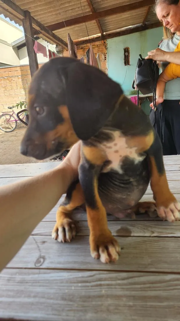 Cachorro raça SRD-ViraLata idade 2 a 6 meses nome filhote