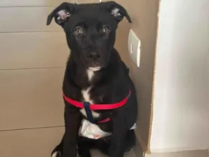 Cachorro raça SRD-ViraLata idade 2 a 6 meses nome Pandora