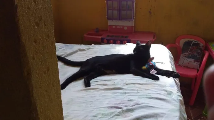 Gato raça SRD-ViraLata idade 1 ano nome Dama 