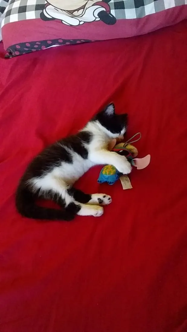 Gato raça SRD-ViraLata idade 1 ano nome Dama 