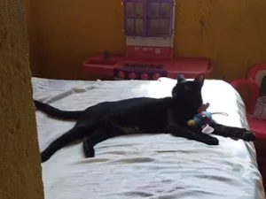 Gato raça SRD-ViraLata idade 1 ano nome Dama 