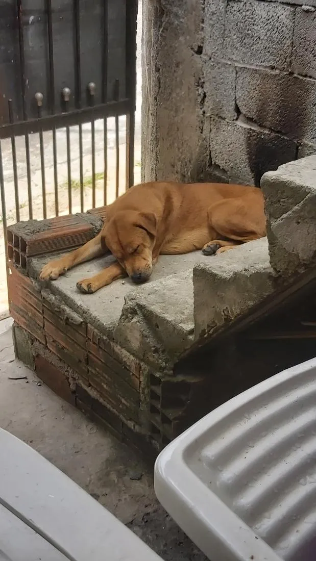 Cachorro raça SRD-ViraLata idade 3 anos nome Bella 