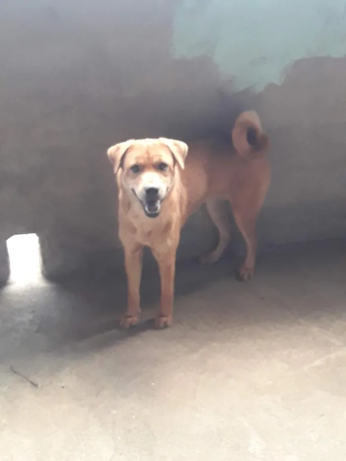 Cachorro raça SRD-ViraLata idade 3 anos nome Bella 