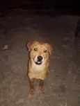 Bella 