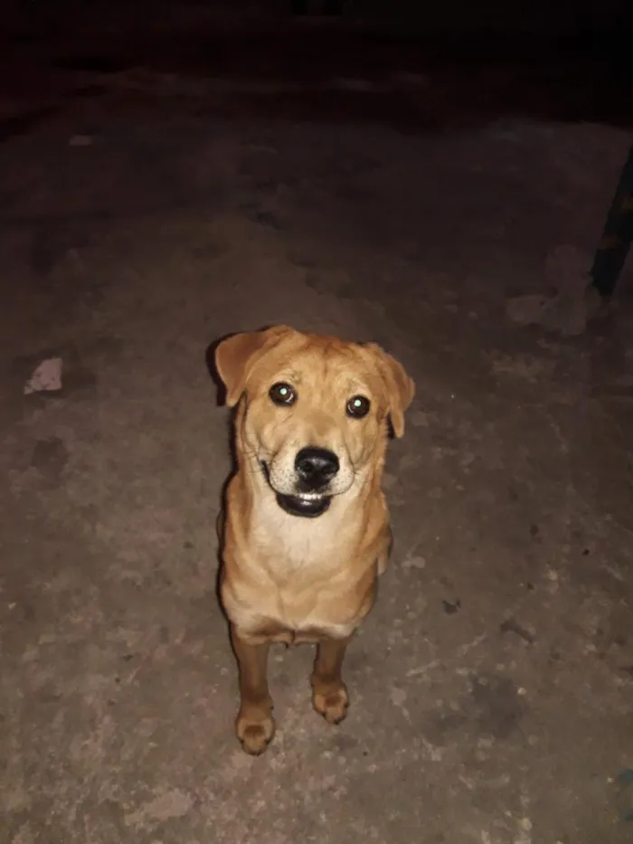 Cachorro raça SRD-ViraLata idade 3 anos nome Bella 