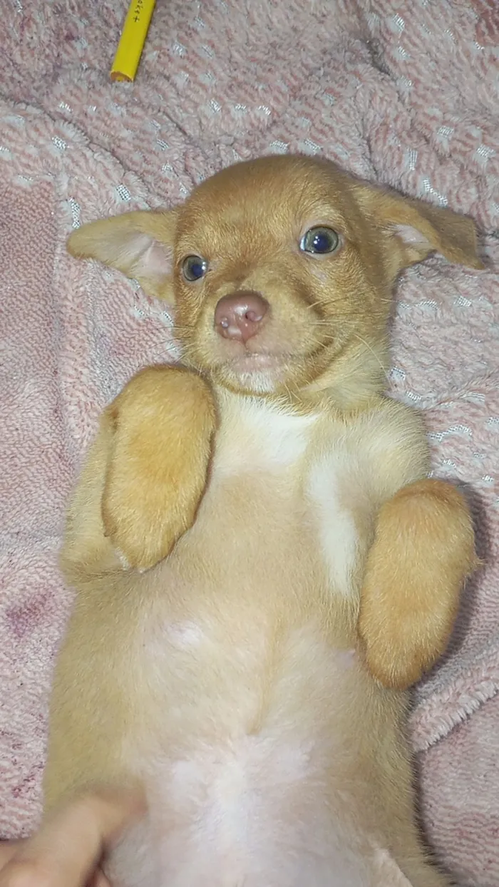 Cachorro raça SRD-ViraLata idade Abaixo de 2 meses nome Não tem 