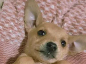 Cachorro raça SRD-ViraLata idade Abaixo de 2 meses nome Não tem nome 