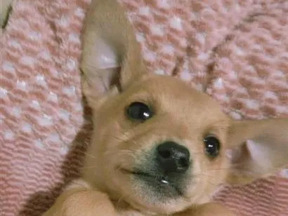 Cachorro raça SRD-ViraLata idade Abaixo de 2 meses nome Não tem nome 