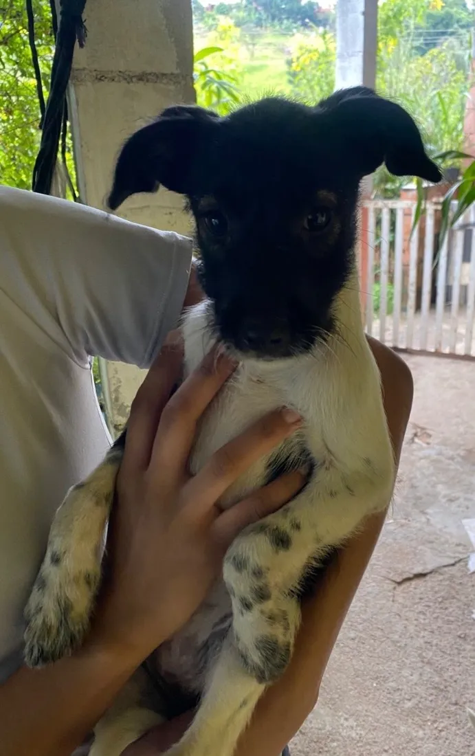 Cachorro raça SRD-ViraLata idade 2 a 6 meses nome Ainda não tem 
