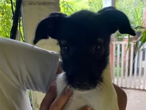 Cachorro raça SRD-ViraLata idade 2 a 6 meses nome Ainda não tem 