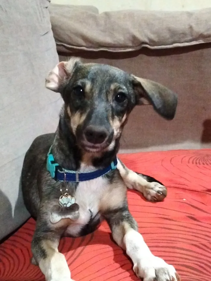 Cachorro raça SRD-ViraLata idade 1 ano nome Maycon 