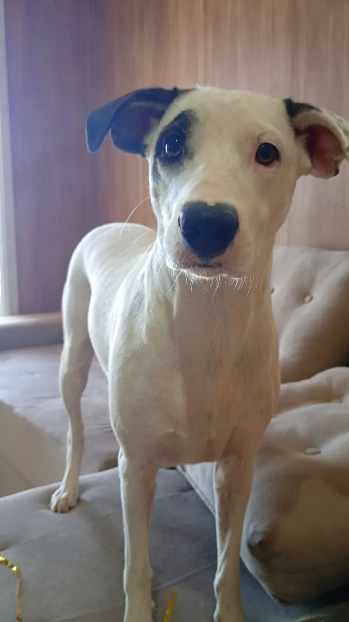 Cachorro raça SRD-ViraLata idade 2 anos nome SKYE