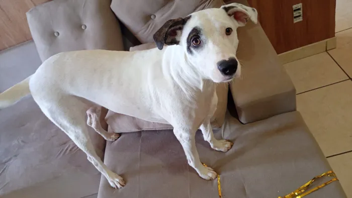 Cachorro raça SRD-ViraLata idade 2 anos nome SKYE