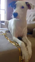 SKYE