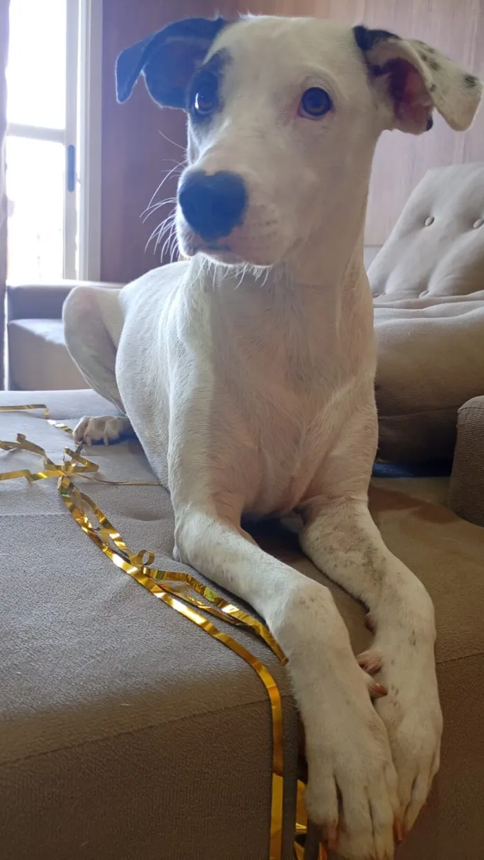 Cachorro raça SRD-ViraLata idade 2 anos nome SKYE