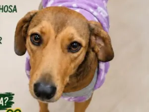 Cachorro raça SRD-ViraLata idade 2 anos nome Vitória