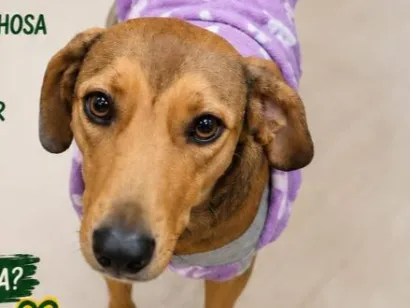 Cachorro raça SRD-ViraLata idade 2 anos nome Vitória