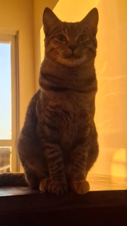 Gato raça SRD-ViraLata idade 7 a 11 meses nome Magali