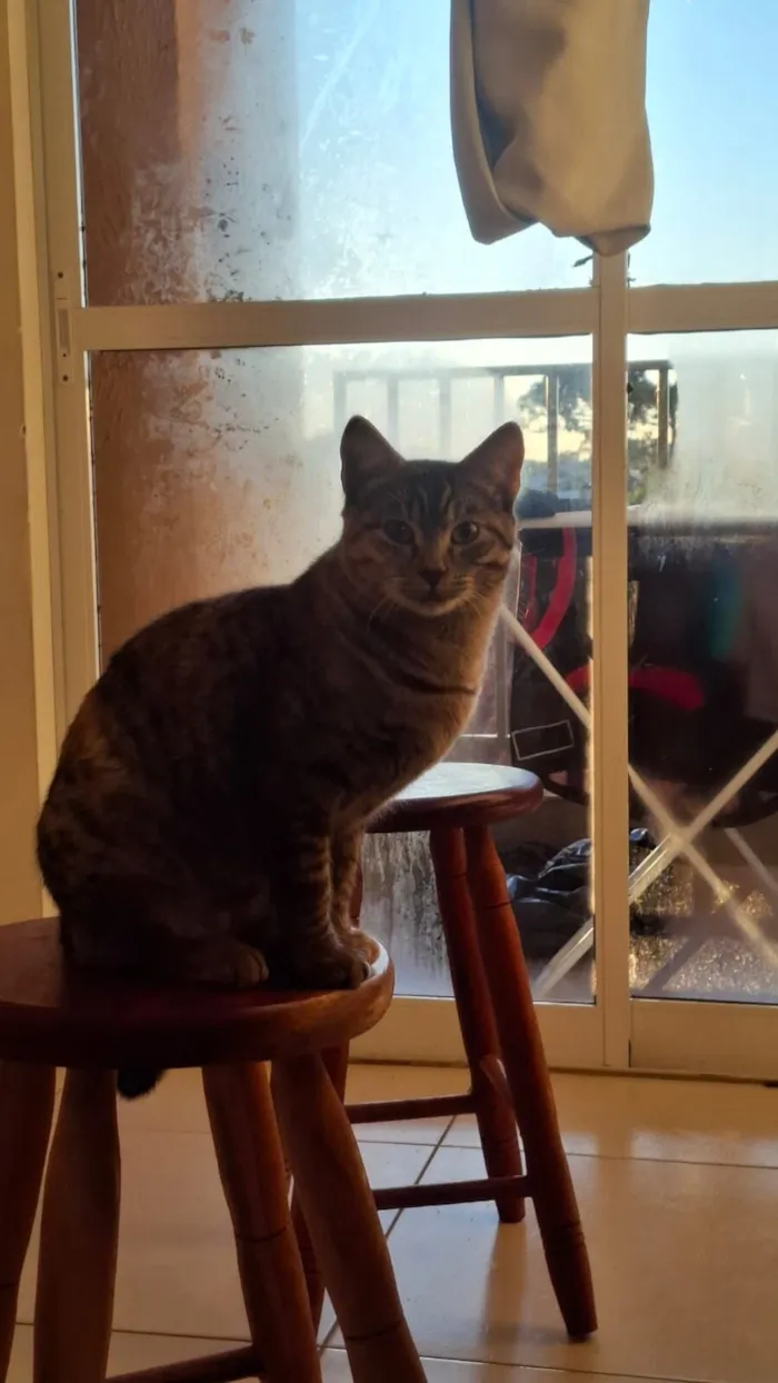 Gato raça SRD-ViraLata idade 7 a 11 meses nome Magali