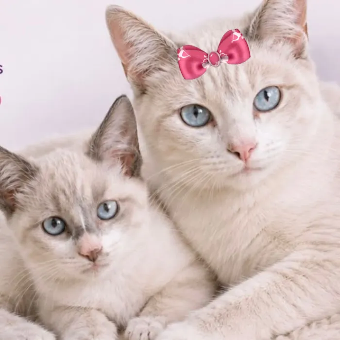 Gato raça SRD-ViraLata idade 2 a 6 meses nome Malu e Nino 