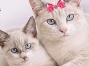 Gato raça SRD-ViraLata idade 2 a 6 meses nome Malu e Nino 