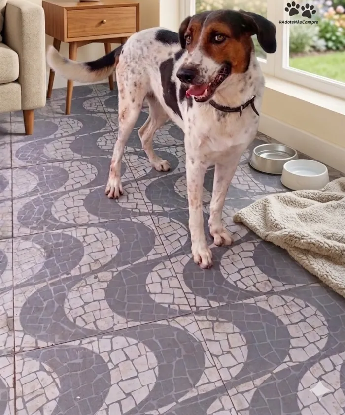 Cachorro raça SRD-ViraLata idade 3 anos nome Rock