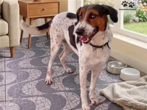 Cachorro raça SRD-ViraLata idade 3 anos nome Rock