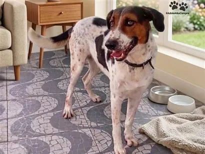Cachorro raça SRD-ViraLata idade 3 anos nome Rock