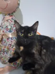 frida