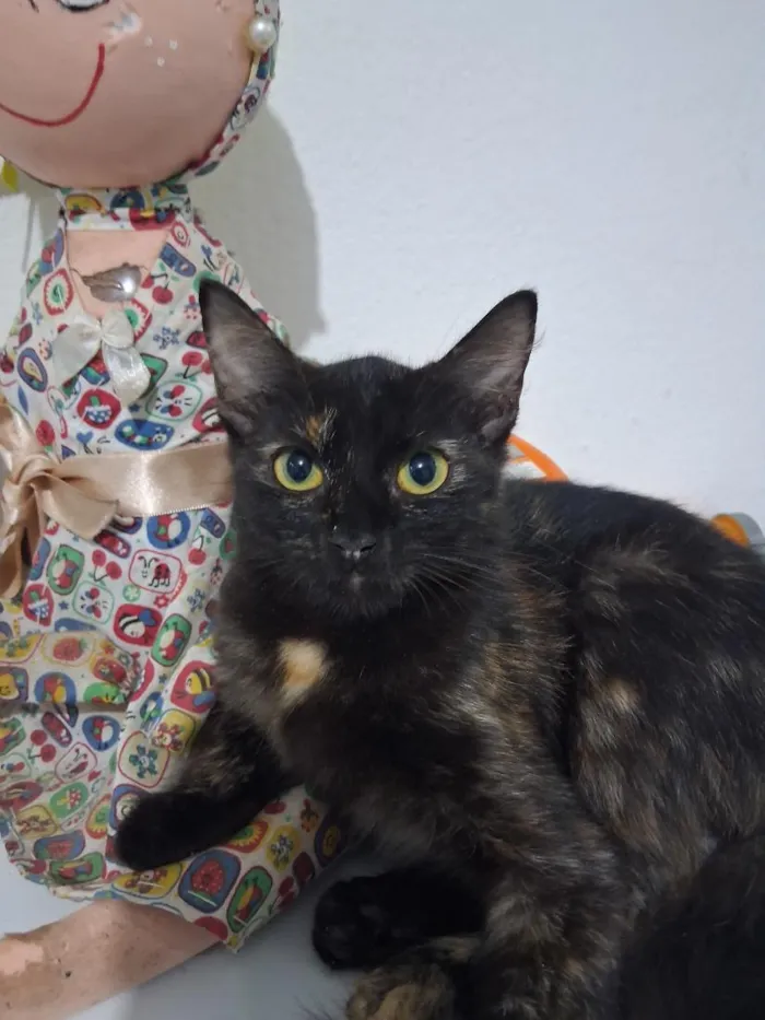 Gato raça Siamês idade 2 a 6 meses nome frida