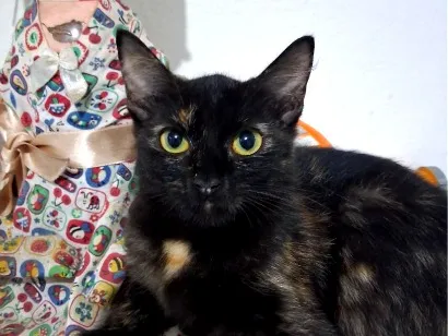 Gato raça Siamês idade 2 a 6 meses nome frida