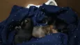 kira e pudim