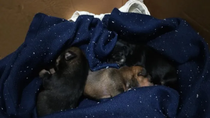 Cachorro raça SRD-ViraLata idade Abaixo de 2 meses nome kira e pudim