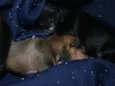 kira e pudim