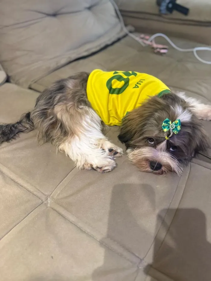 Cachorro raça SRD-ViraLata idade 2 a 6 meses nome Lua