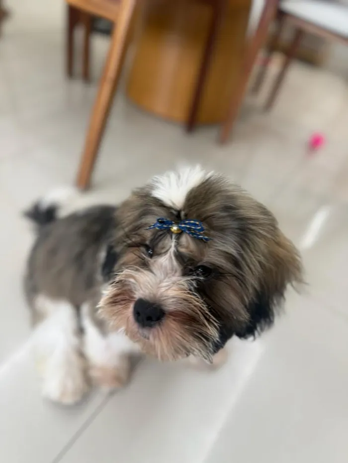 Cachorro raça SRD-ViraLata idade 2 a 6 meses nome Lua