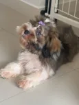 Lua