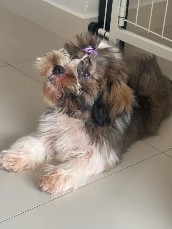 Cachorro raça SRD-ViraLata idade 2 a 6 meses nome Lua