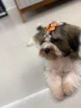 Lua