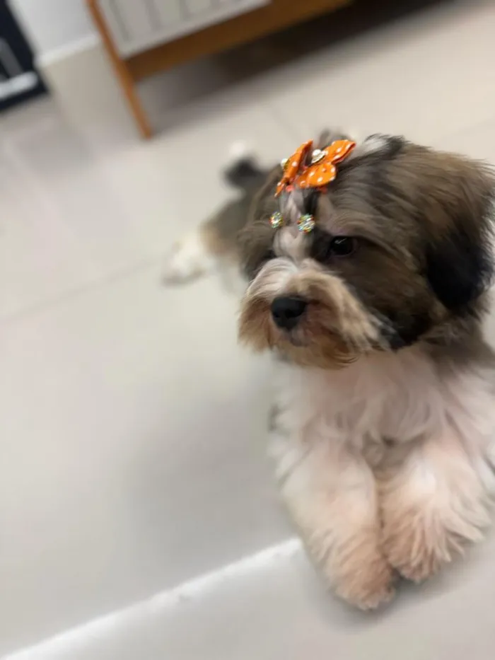 Cachorro raça SRD-ViraLata idade 2 a 6 meses nome Lua