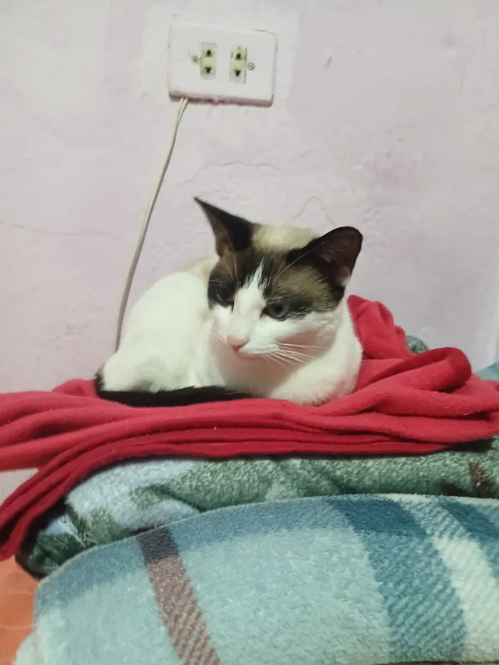 Gato raça SRD-ViraLata idade 1 ano nome Maria