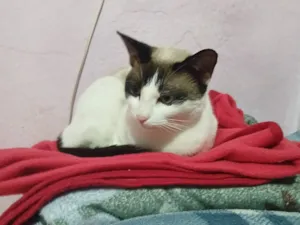 Gato raça SRD-ViraLata idade 1 ano nome Maria