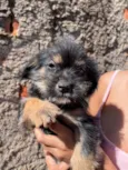 Mimi 