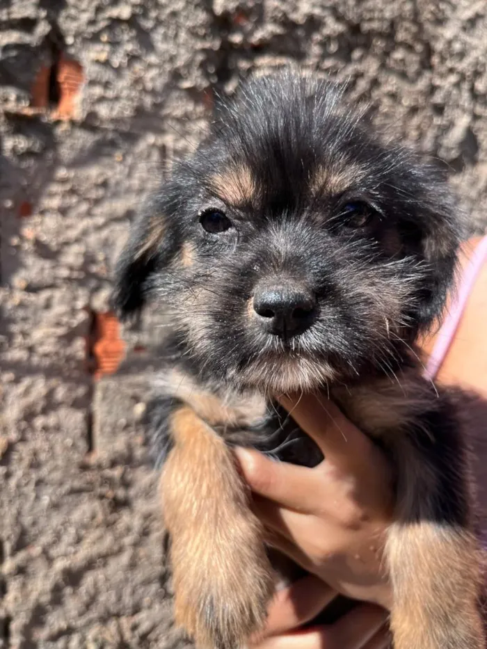 Cachorro raça SRD-ViraLata idade 2 a 6 meses nome Mimi 